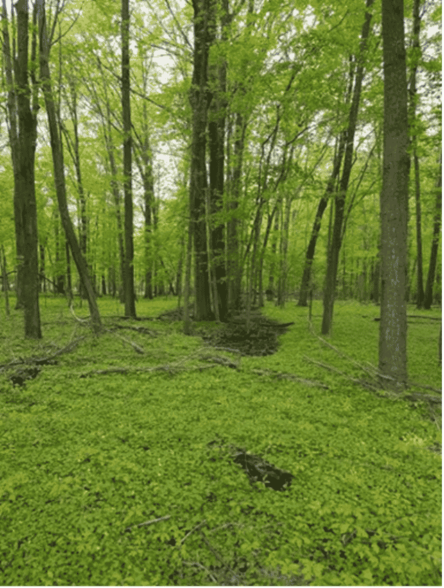 Study on Lesser Celandine Published in the Journal Biological Invasions