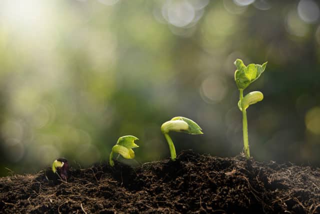 The Remarkable Life of a Plant in a Forest