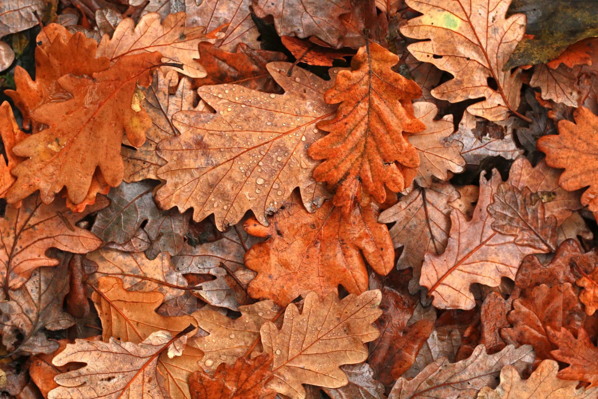 Fall leaves