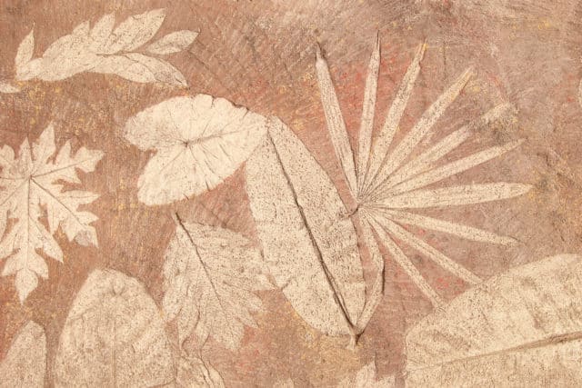Plant Fossils
