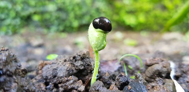 Lifecycles of Plants: Growing Through Changes