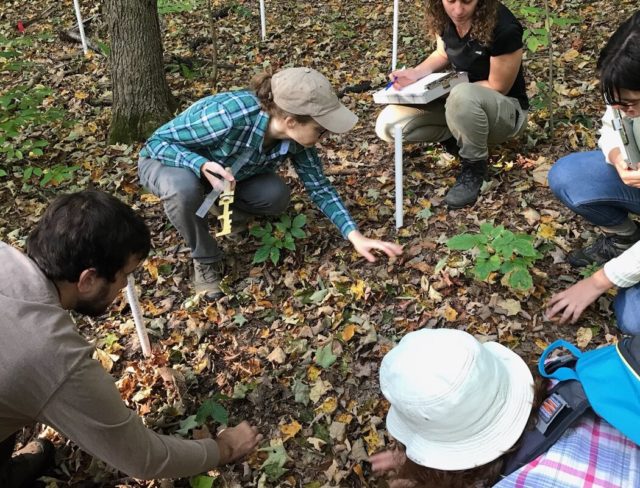 Stuble Lab Receives Invasive Plants Research Grant