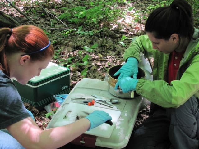 Acidic precipitation and forest health