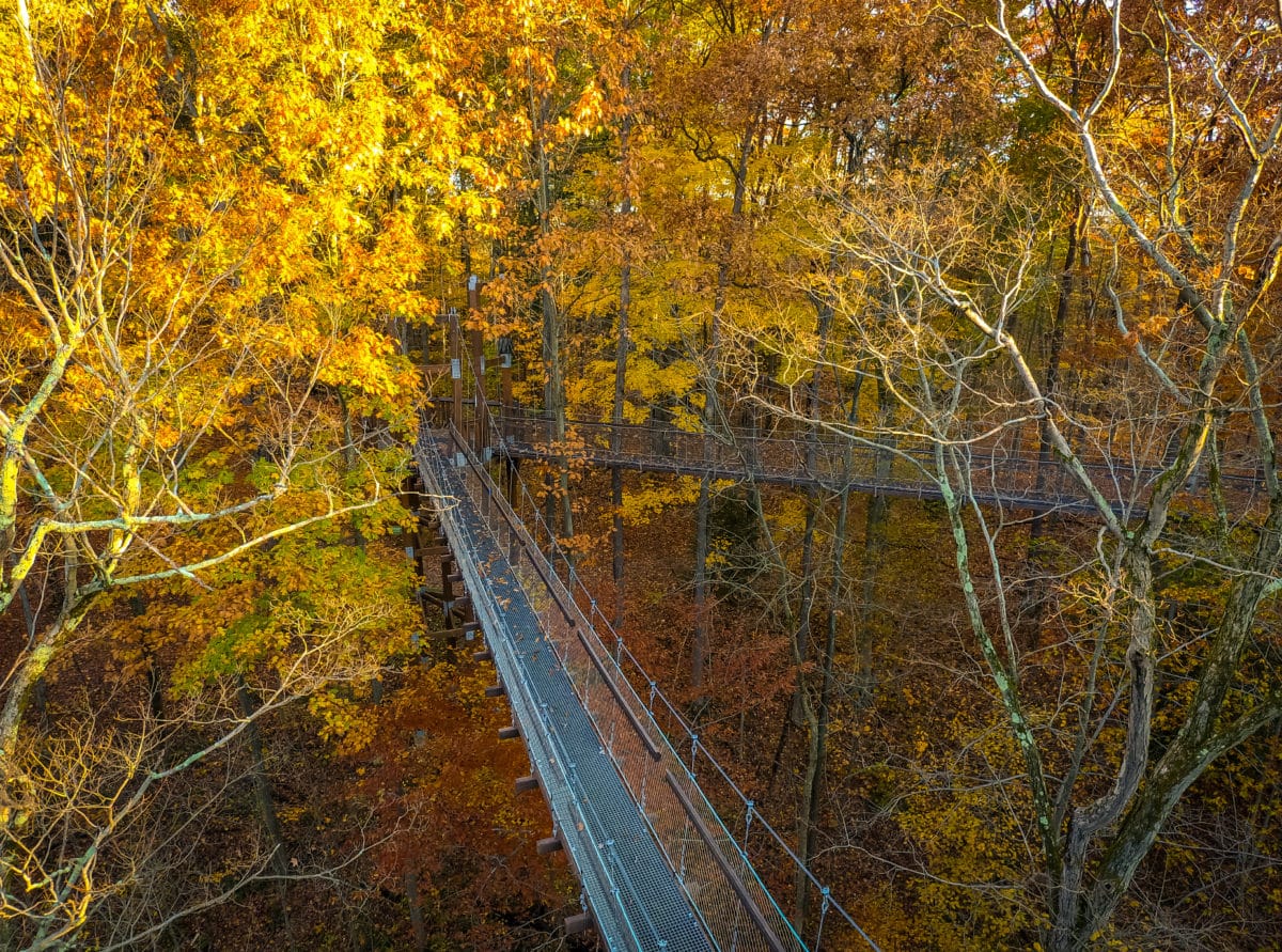 Murch Canopy Walk » Holden Arboretum » HF&G