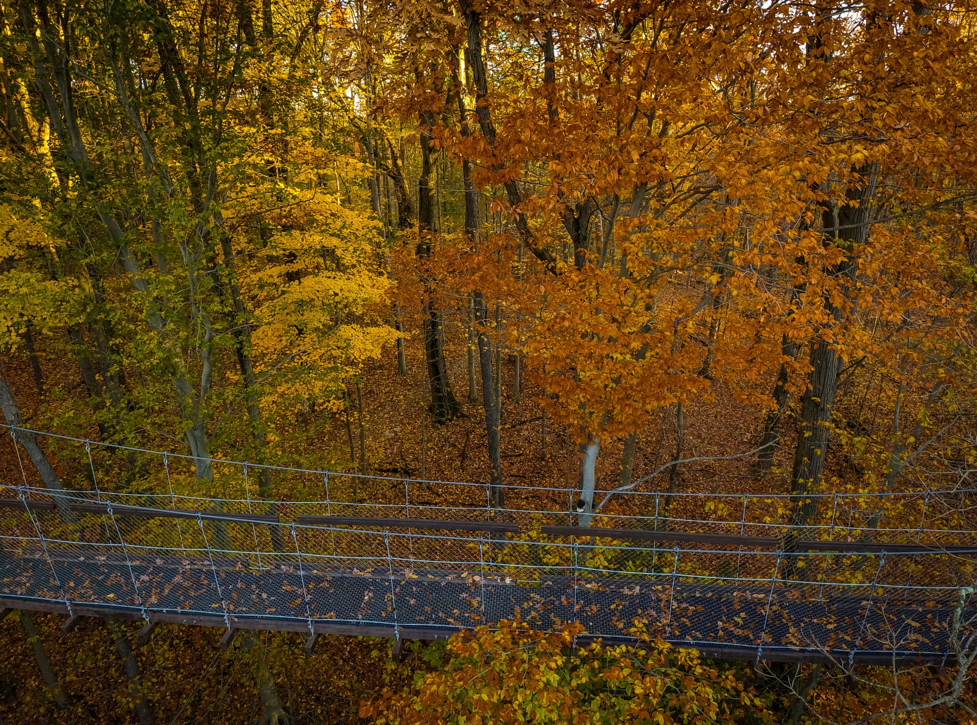 Murch Canopy Walk » Holden Forests & Gardens