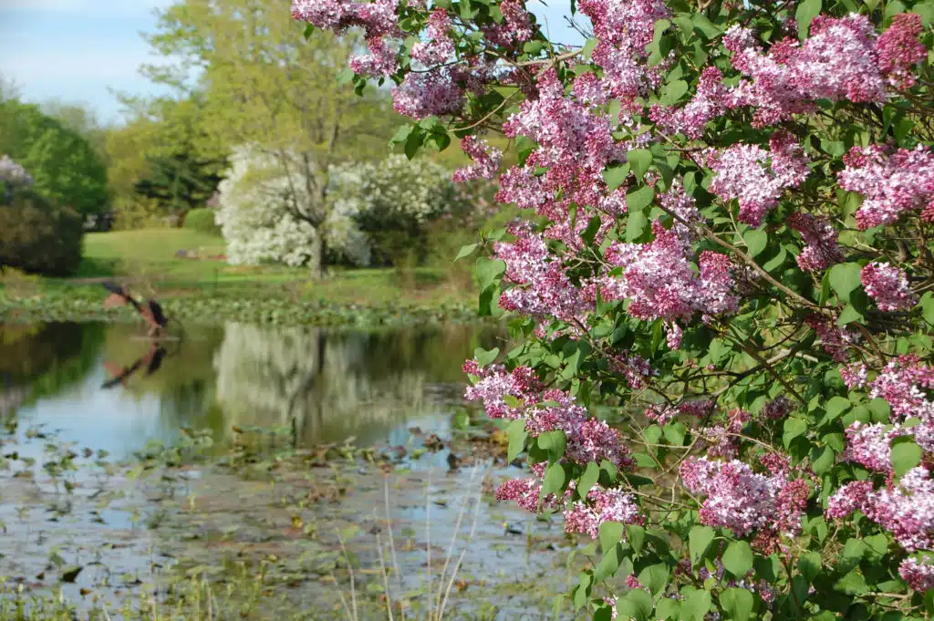 First Fridays Garden Tours