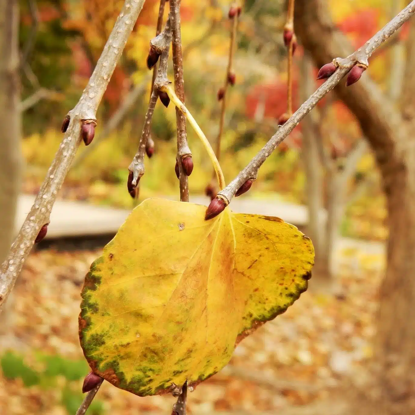 Katsura leaves in Autumn