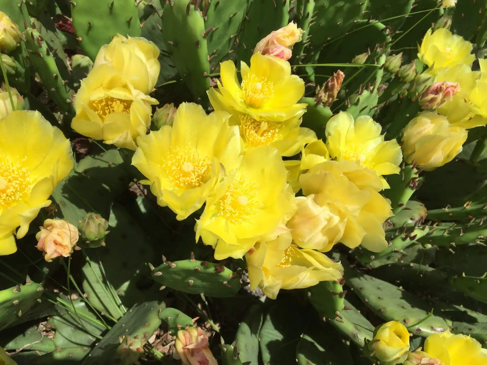 Eastern prickly pear