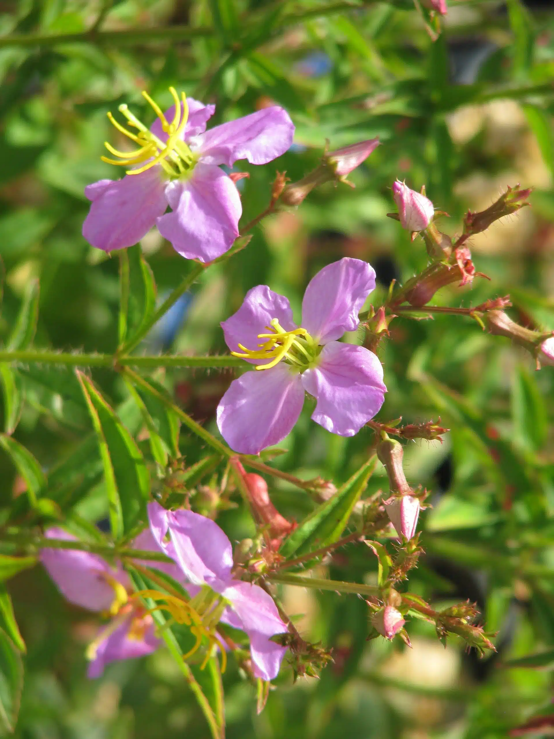 Meadow beauty