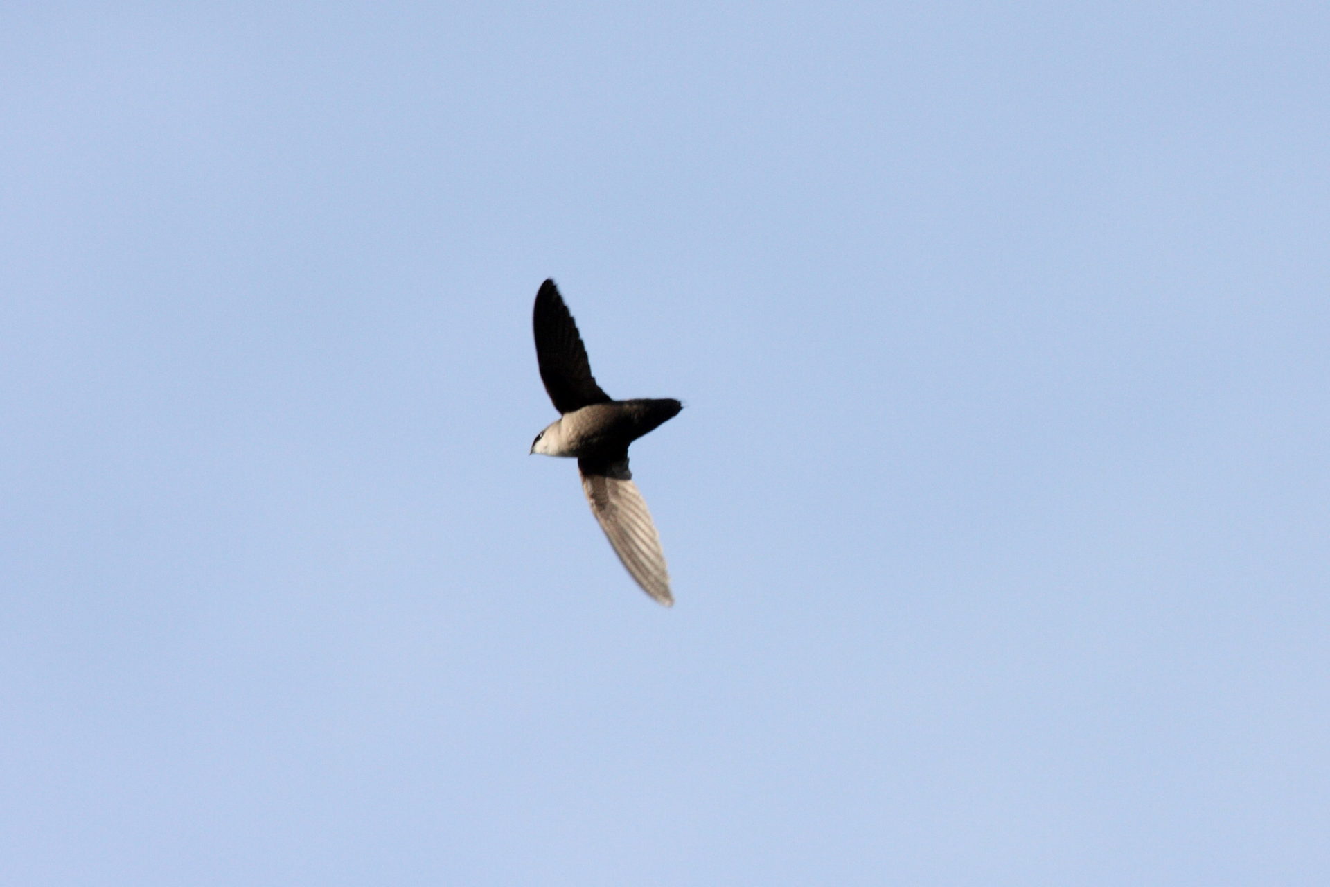 Chimney Swift » HF&G