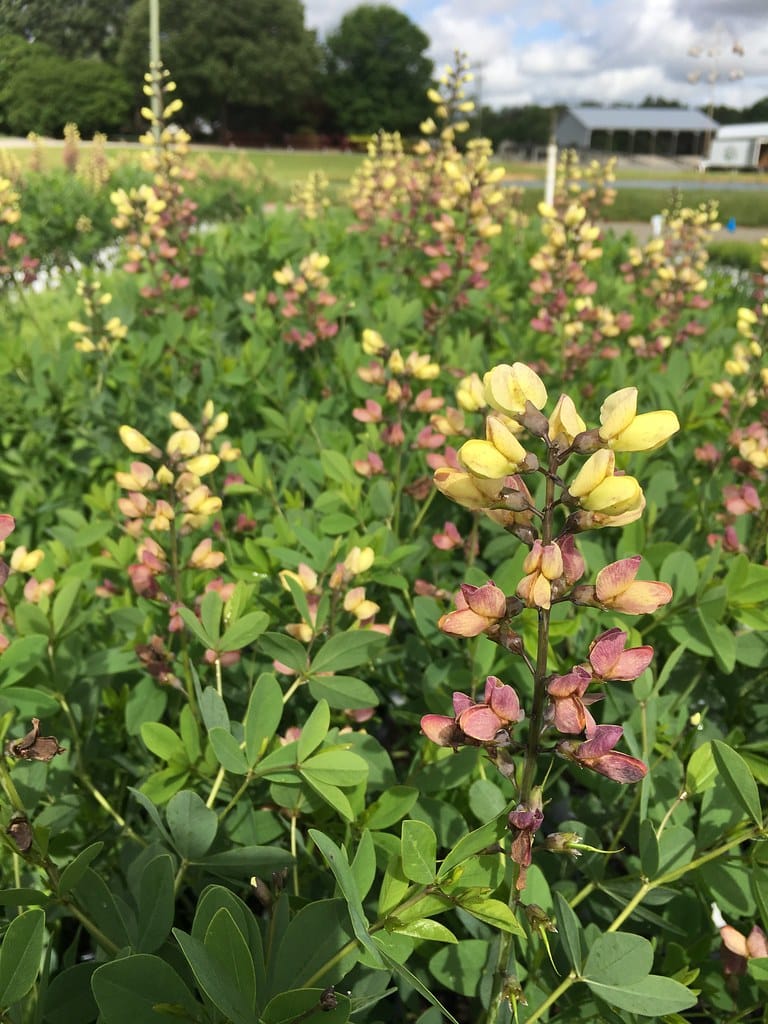 False indigo