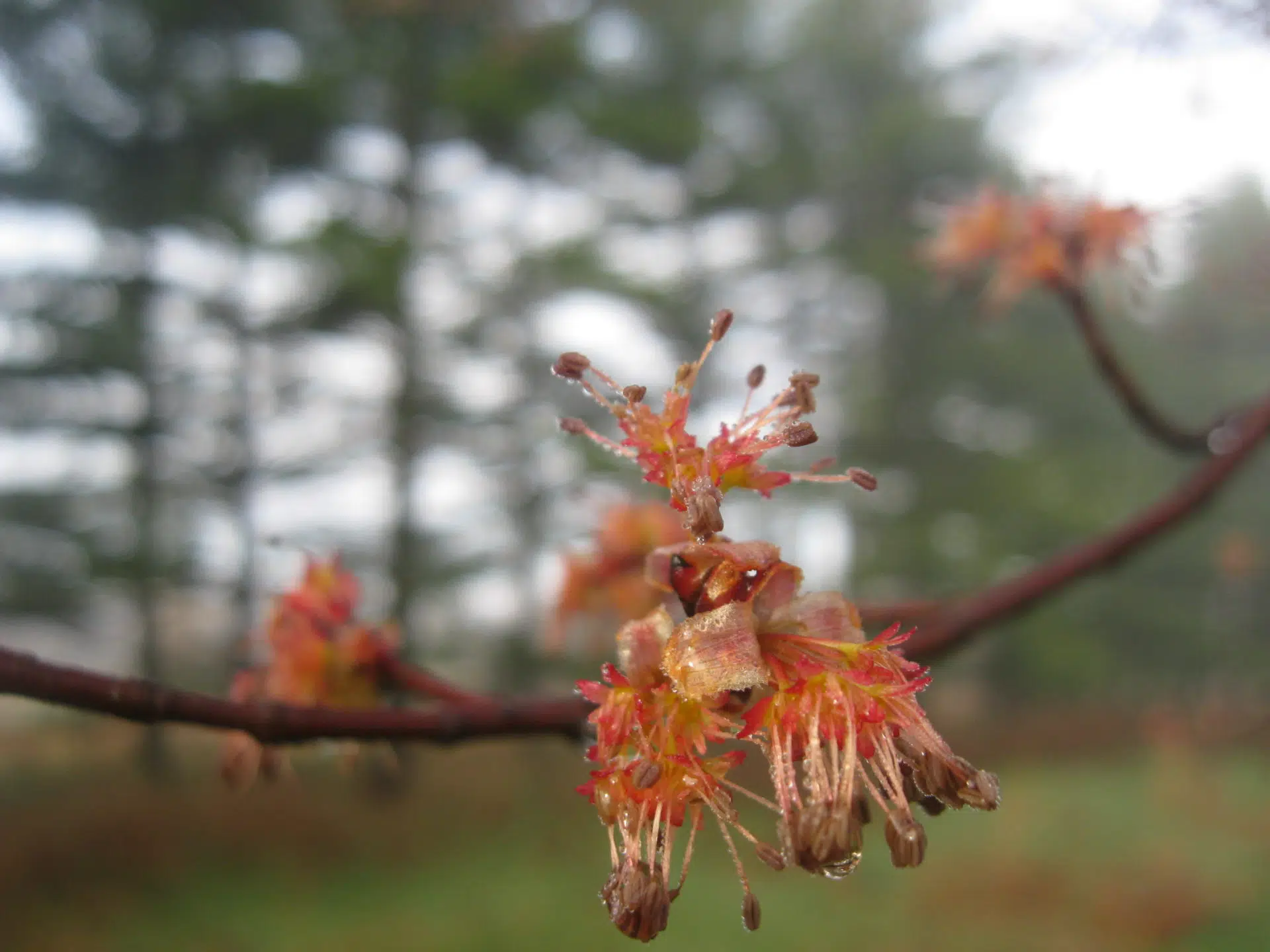 Acer rubrum 'Karpick'