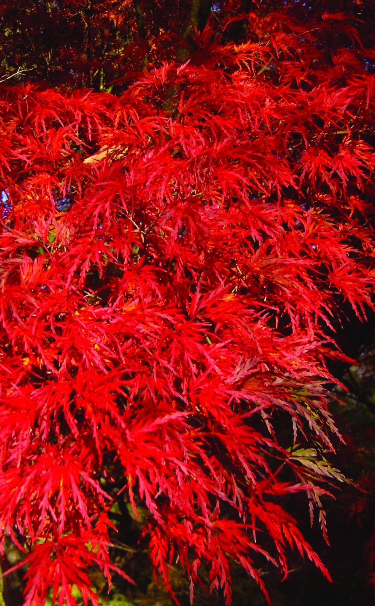 Japanese maple » HF&G