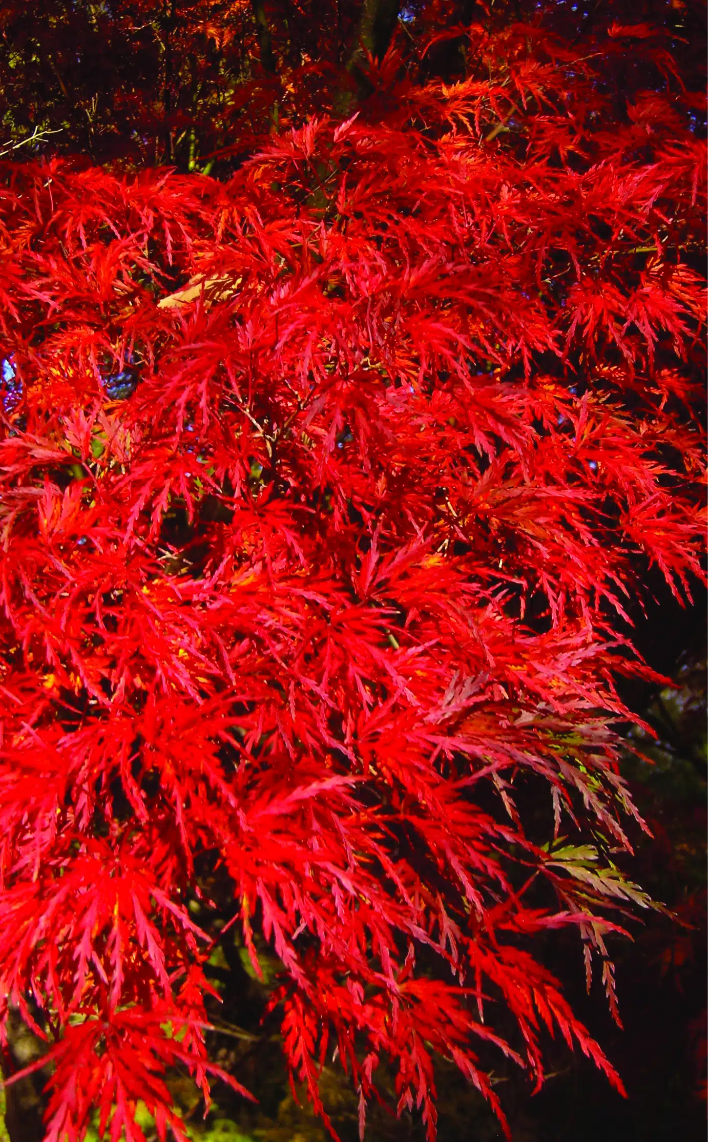 Japanese maple