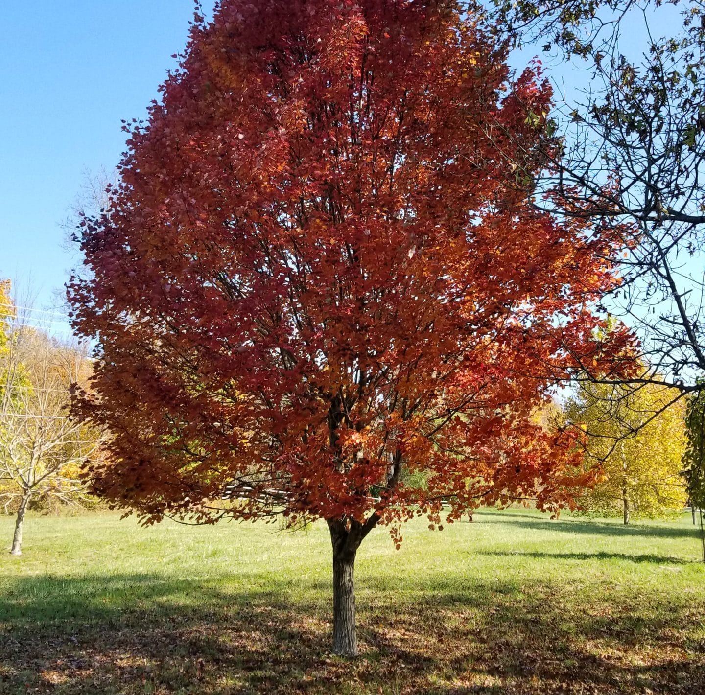 Acer Rubrum ‘brandywine Red Maple Holden Forests And Gardens