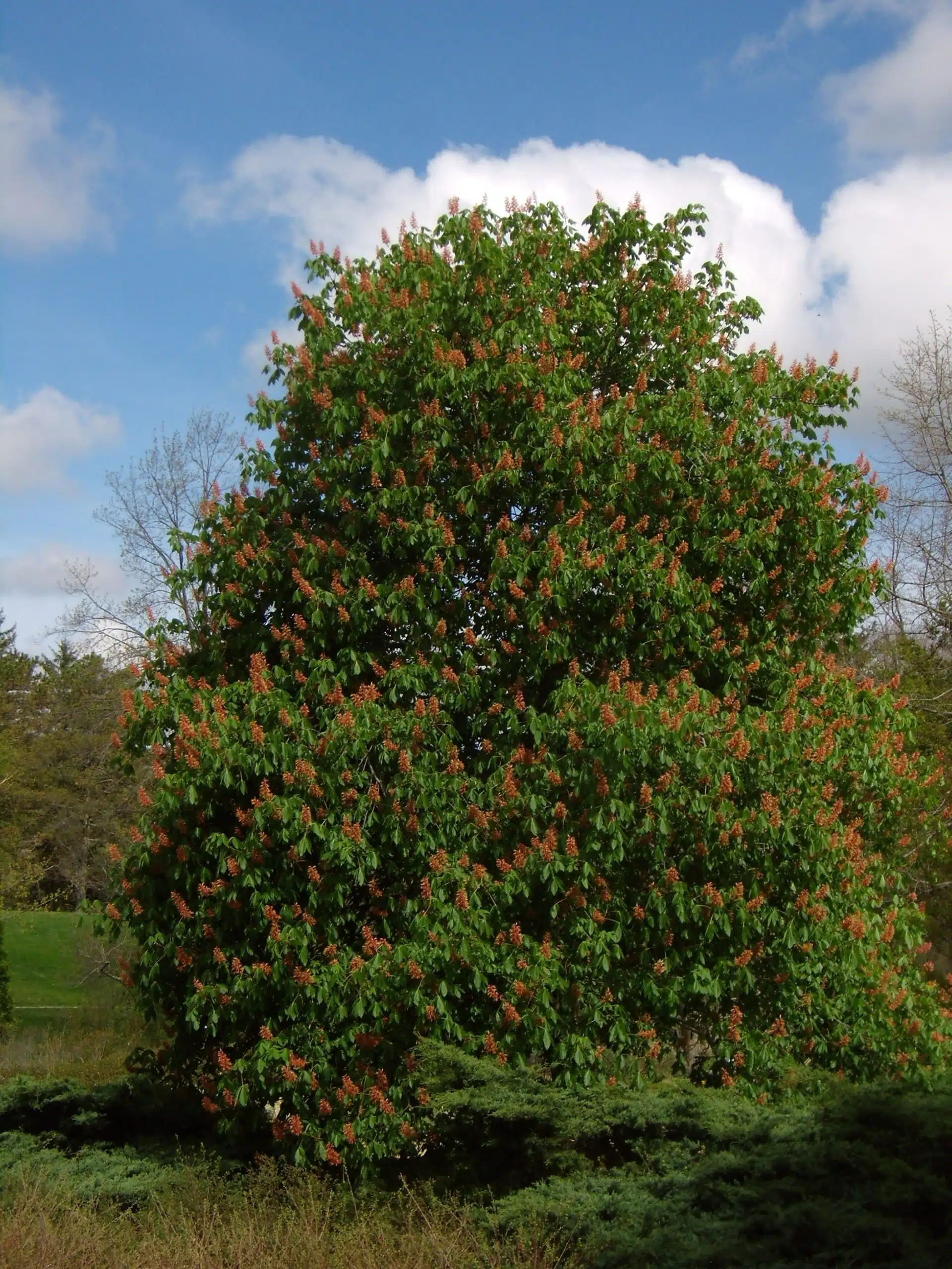 Buckeye