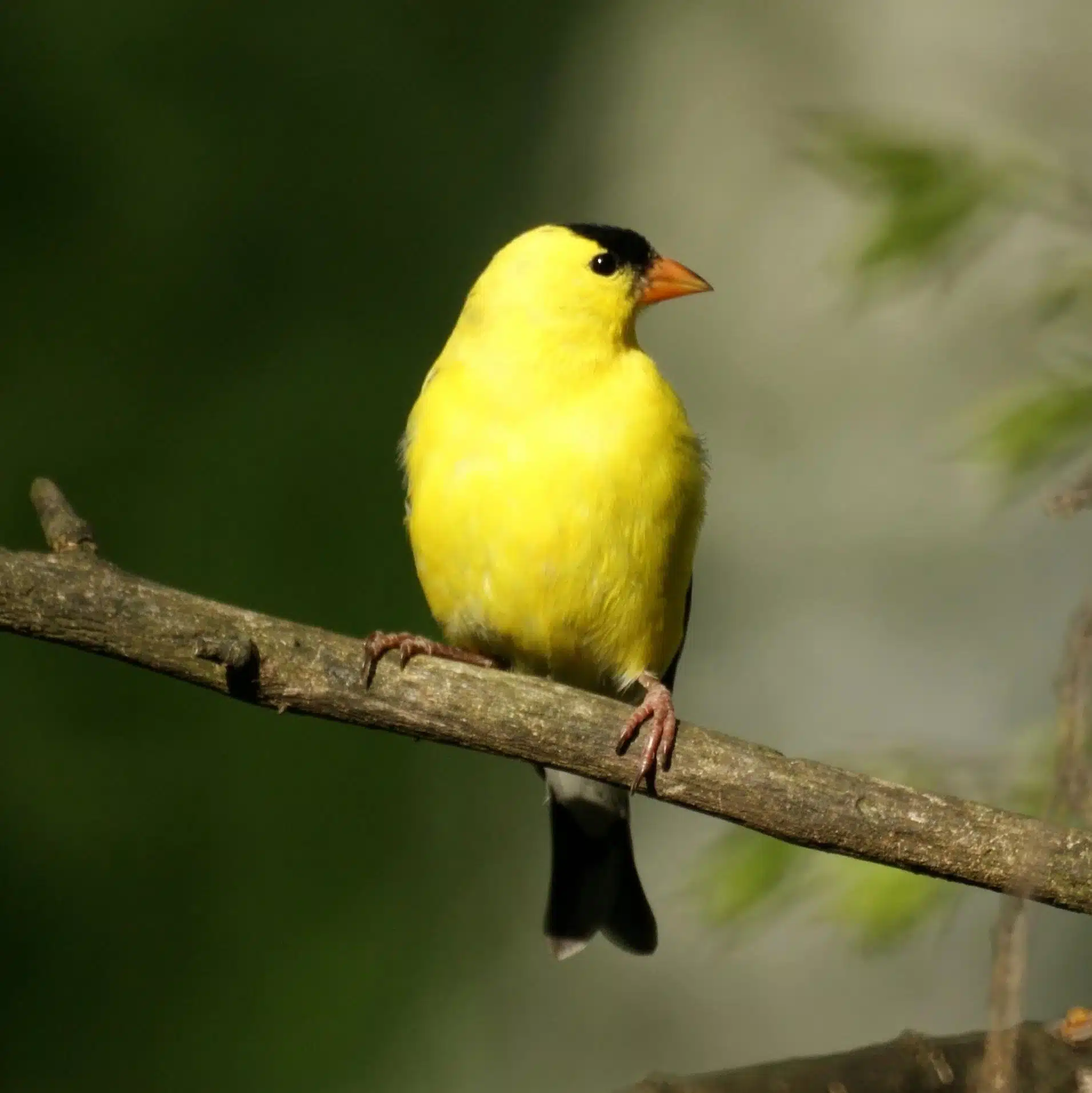 American Goldfinch