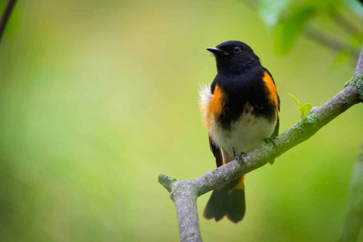 American Redstart » HF&G