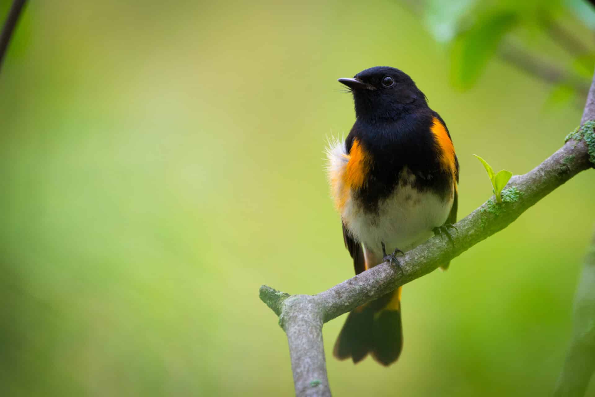 American Redstart