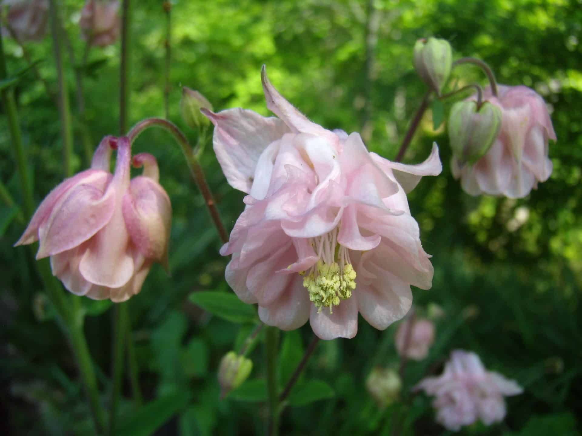 Aquilegia vulgaris 'Dorothy Rose'