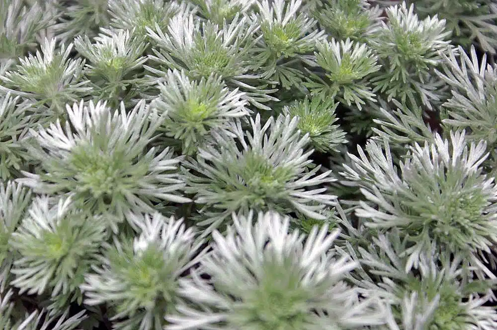 Wormwood
