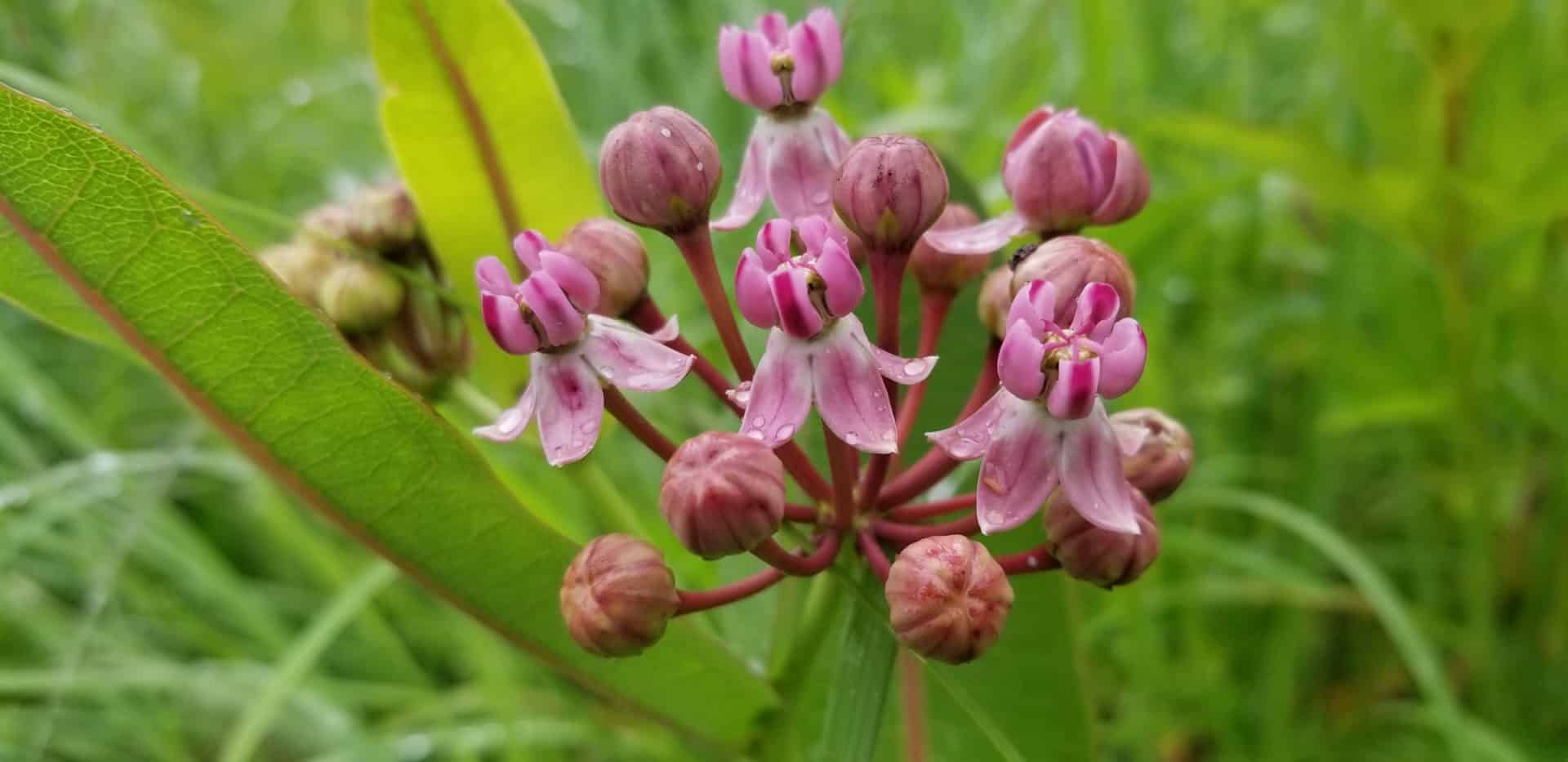 Asclepias sullivantii