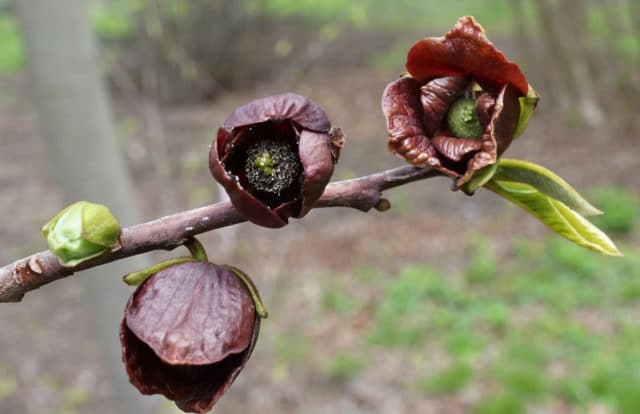 Native Species for Fall Planting