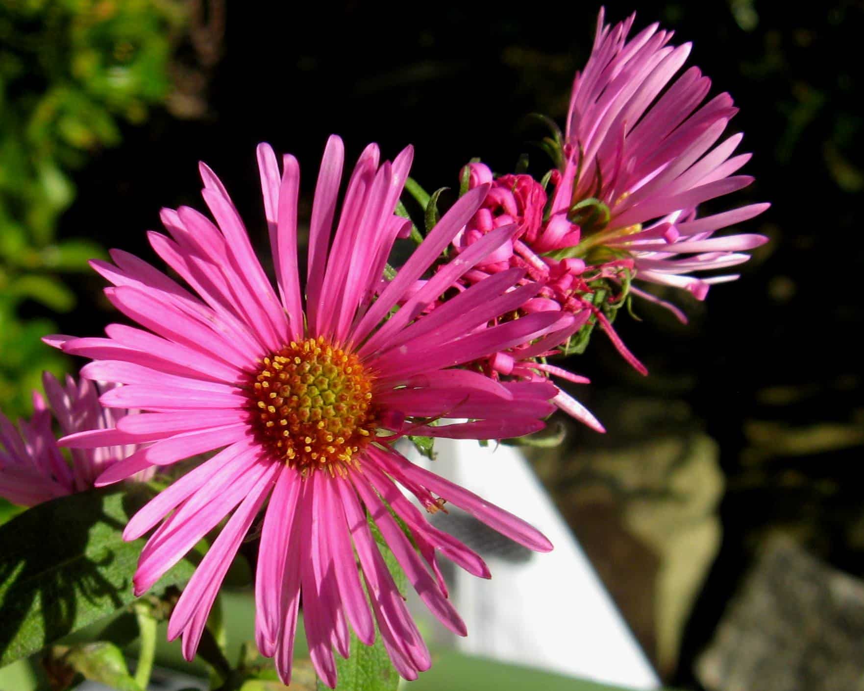 Aster ‘Alma Potschke’