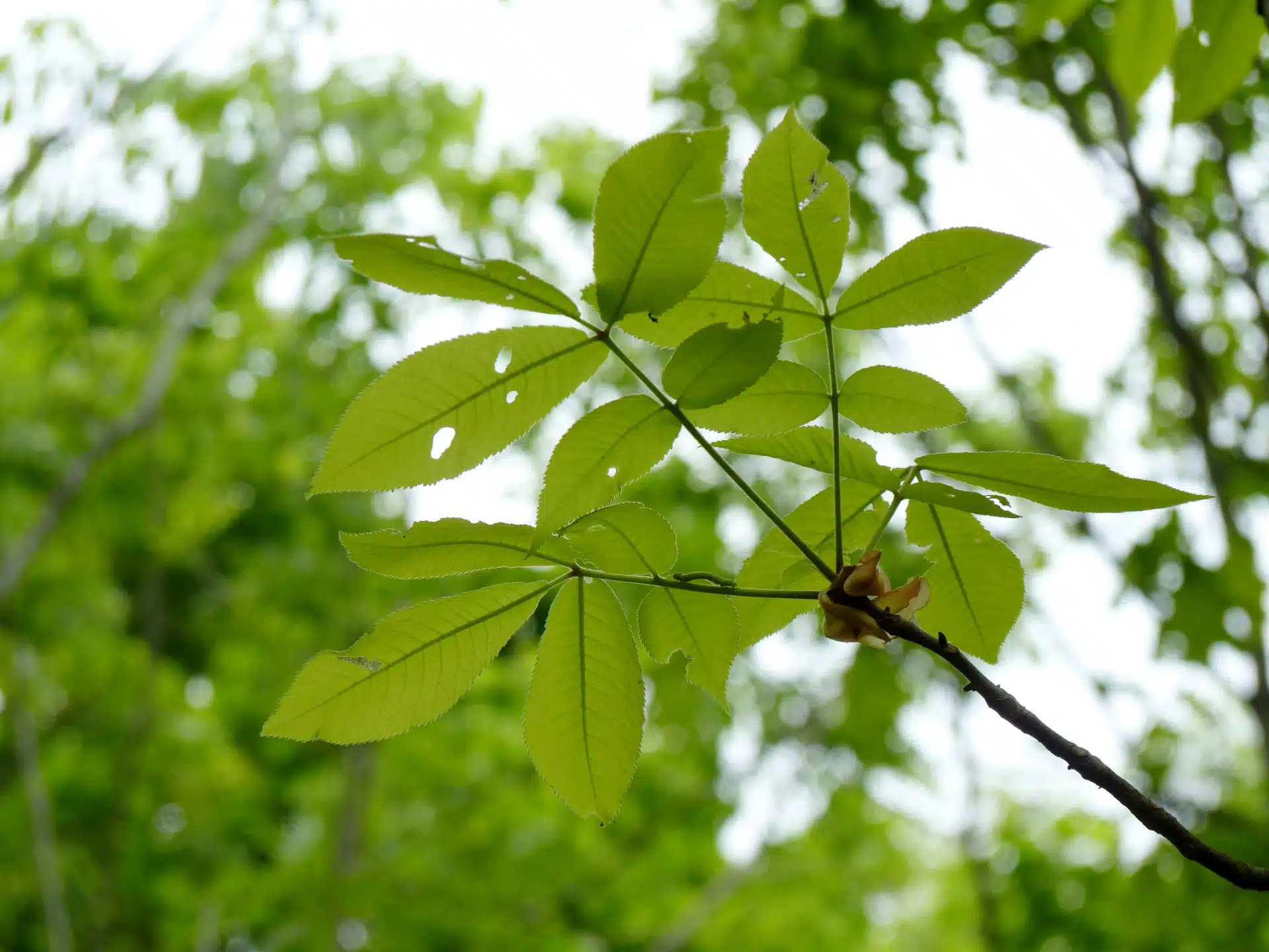 Shagbark hickory leaves