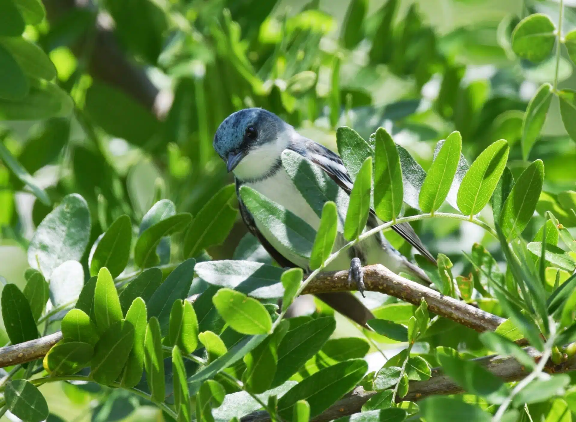 Cerulean Warbler