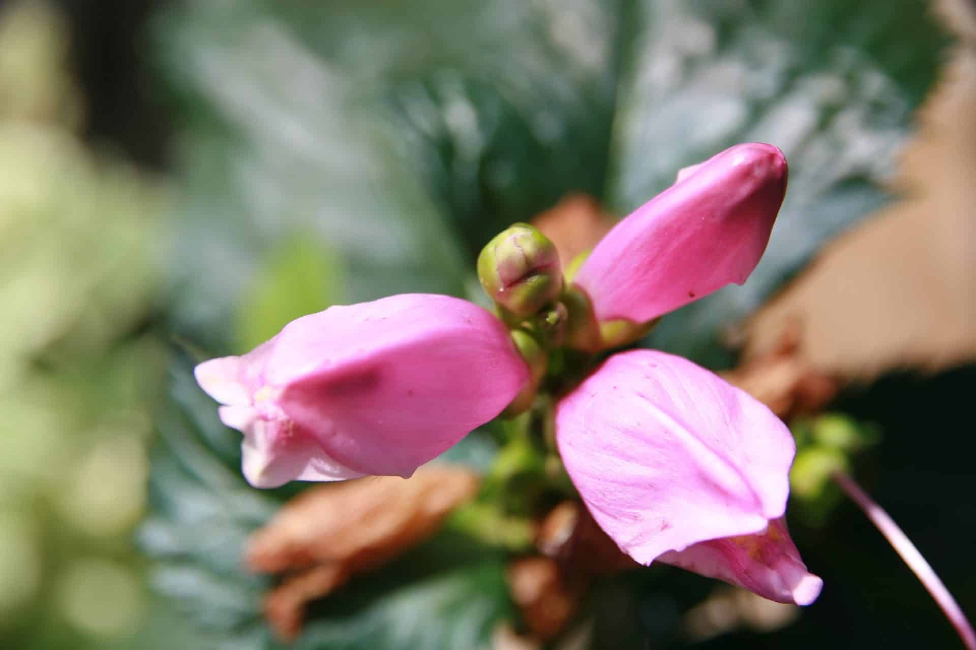 Pink turtlehead