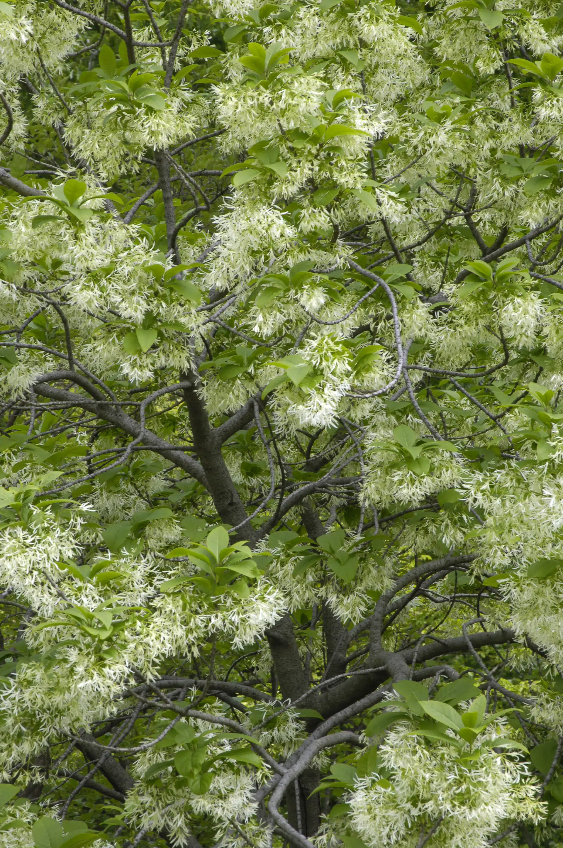 White fringetree