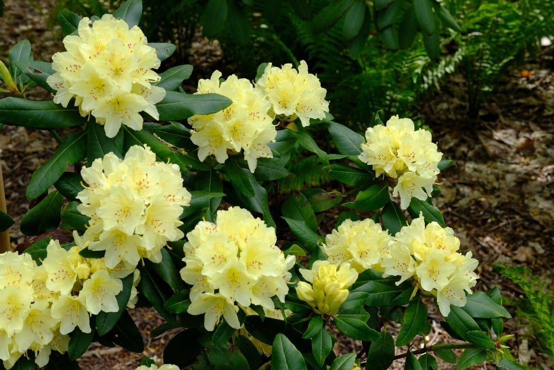 Capristano Rhododendron Science on Friday: the Art and Science of Grafting » Other » HF&G