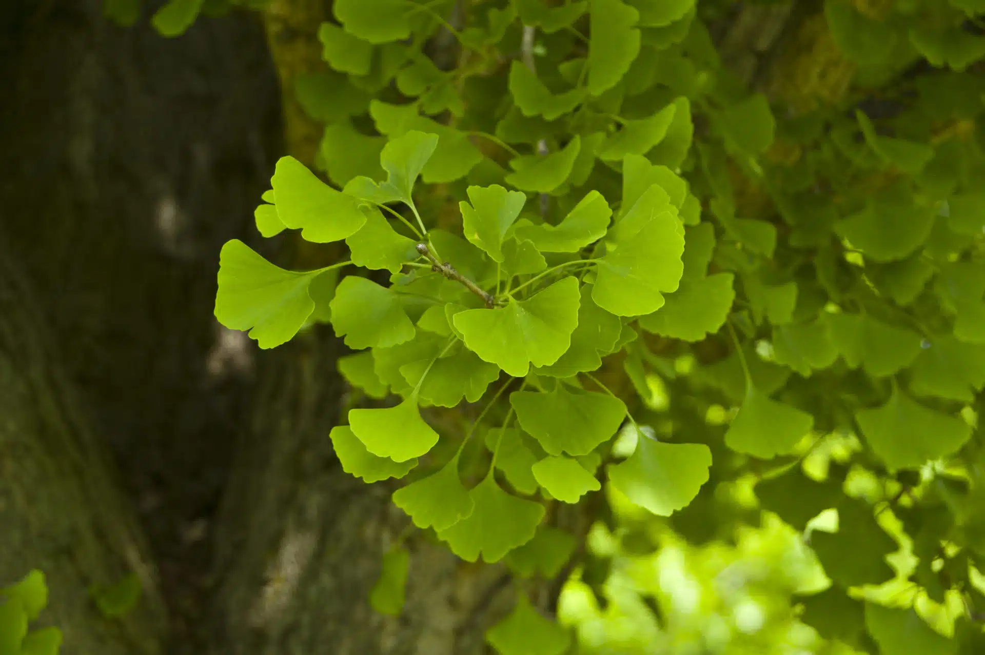 Ginko Biloba leaves