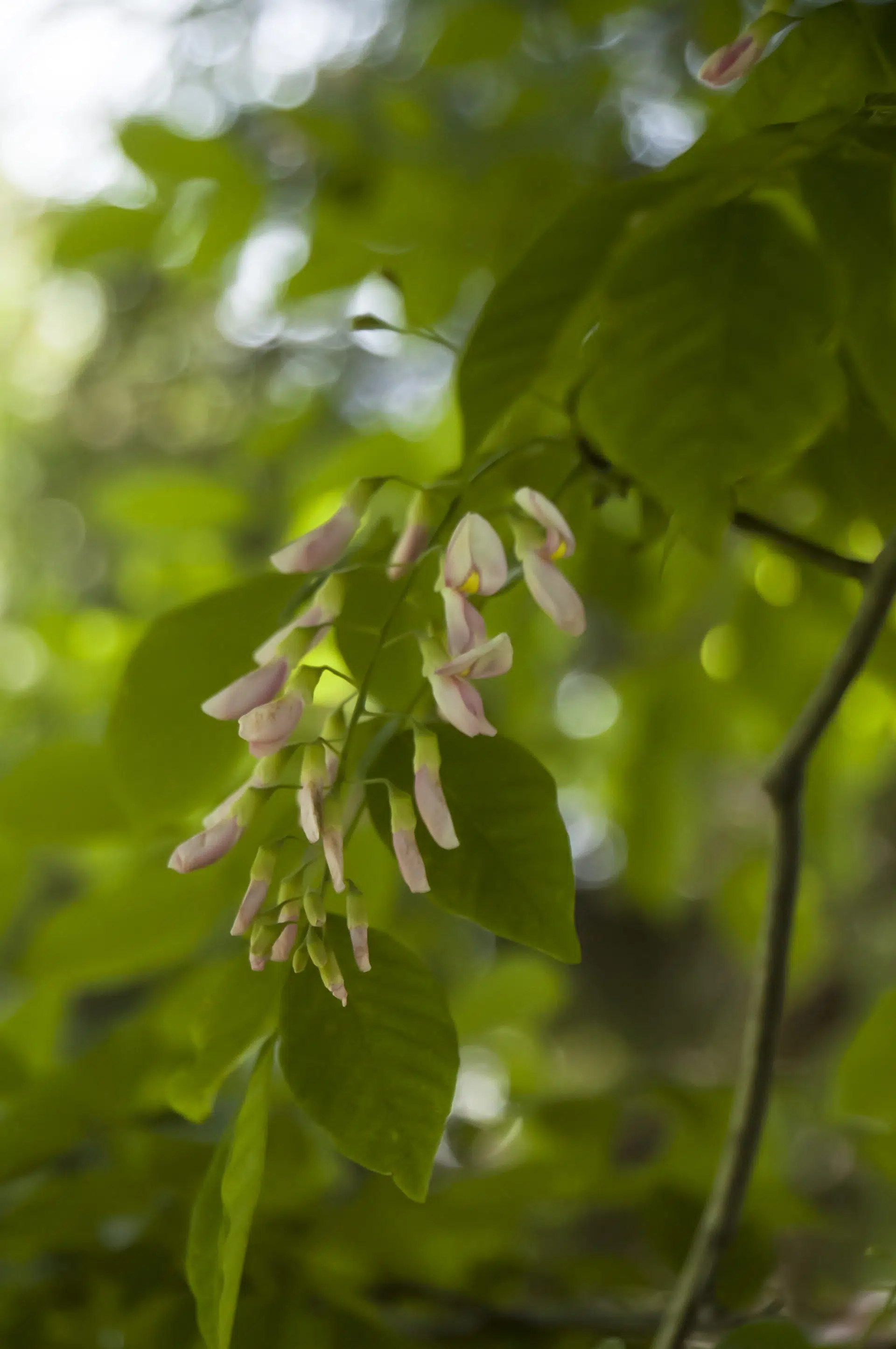 American yellowwood