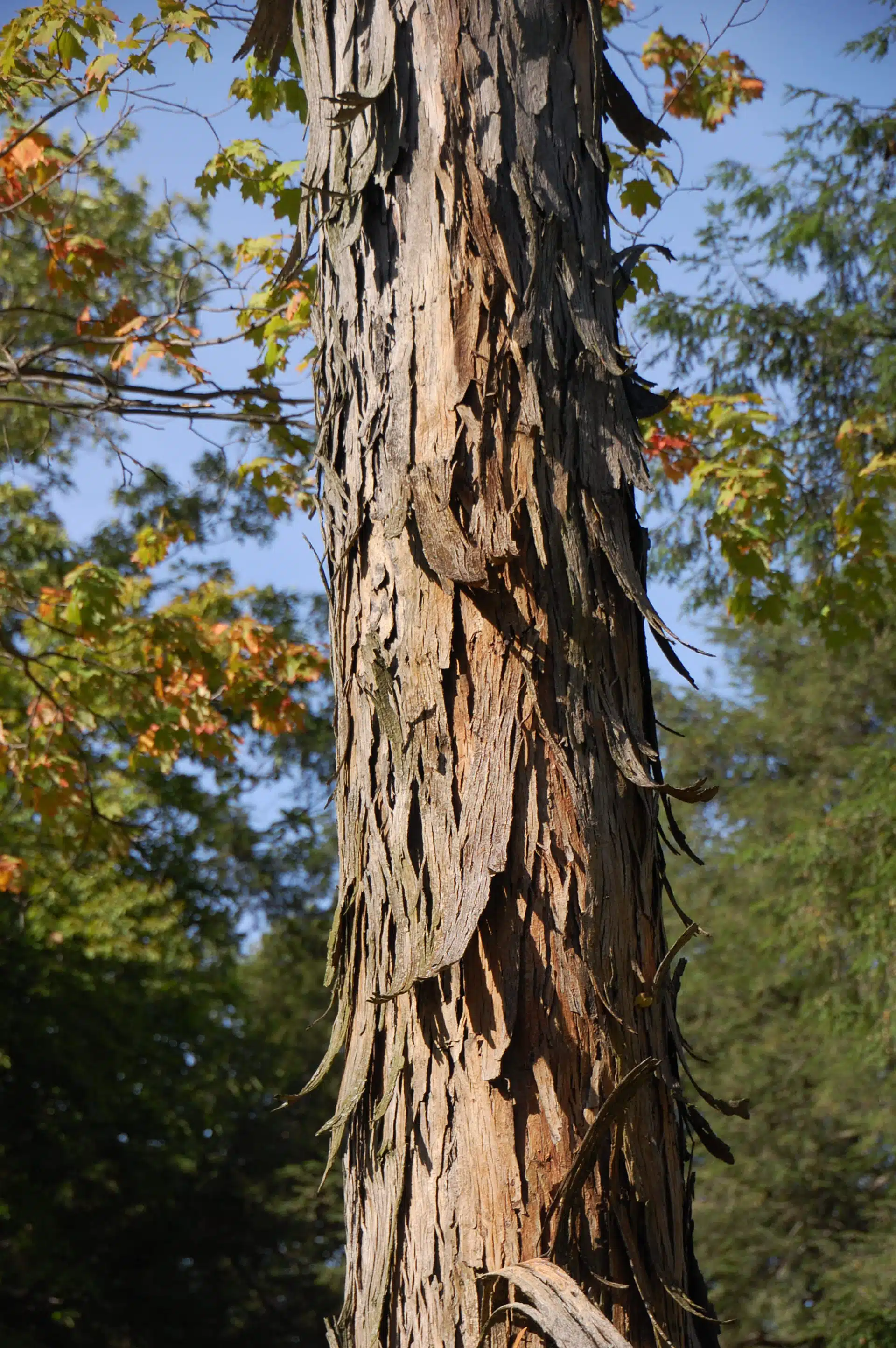 Shagbark hickory bark