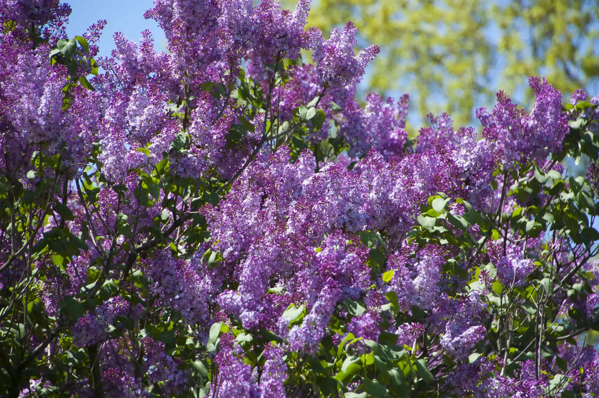 Common lilac