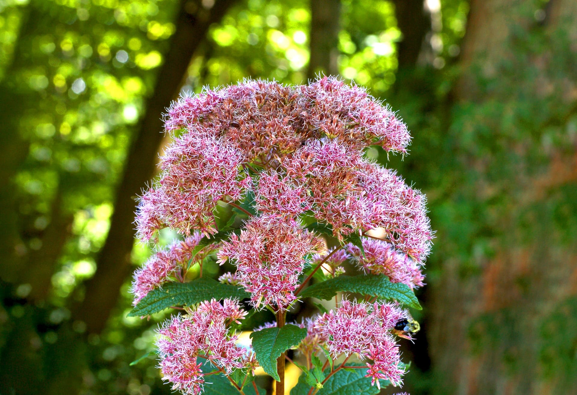 Joe-pye weed
