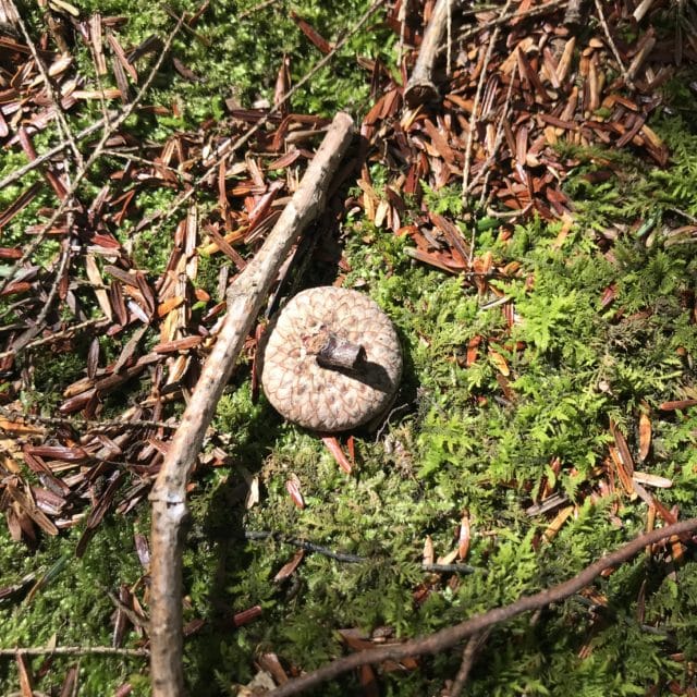 Forest Discovery-Habitats and Ecosystems