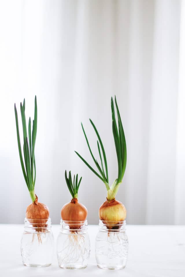 Grow Fresh Produce From Scraps