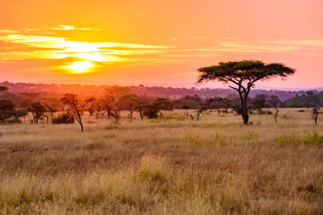 From Fynbos to Savanna (and Everything In Between)
