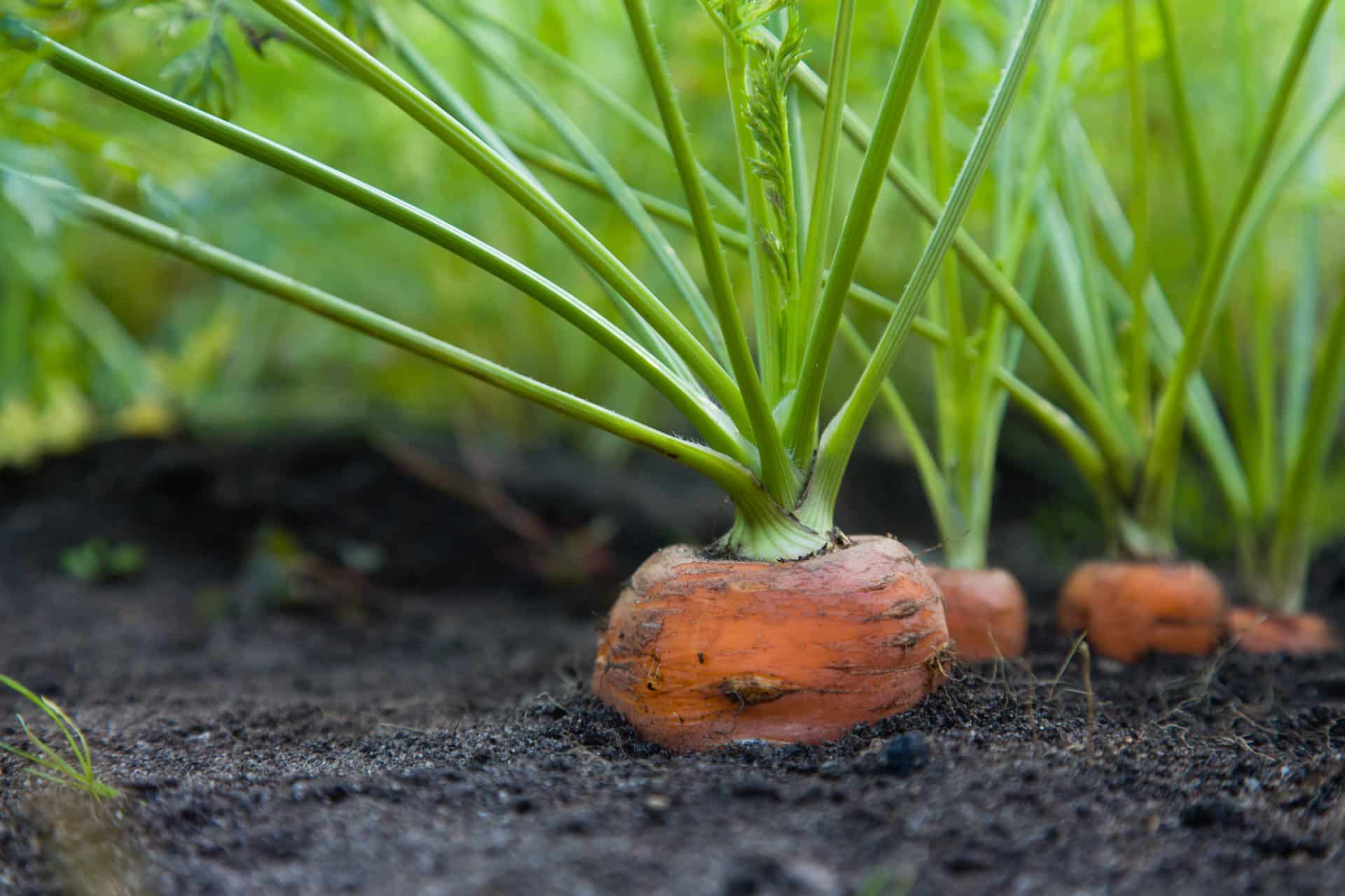 Carrot