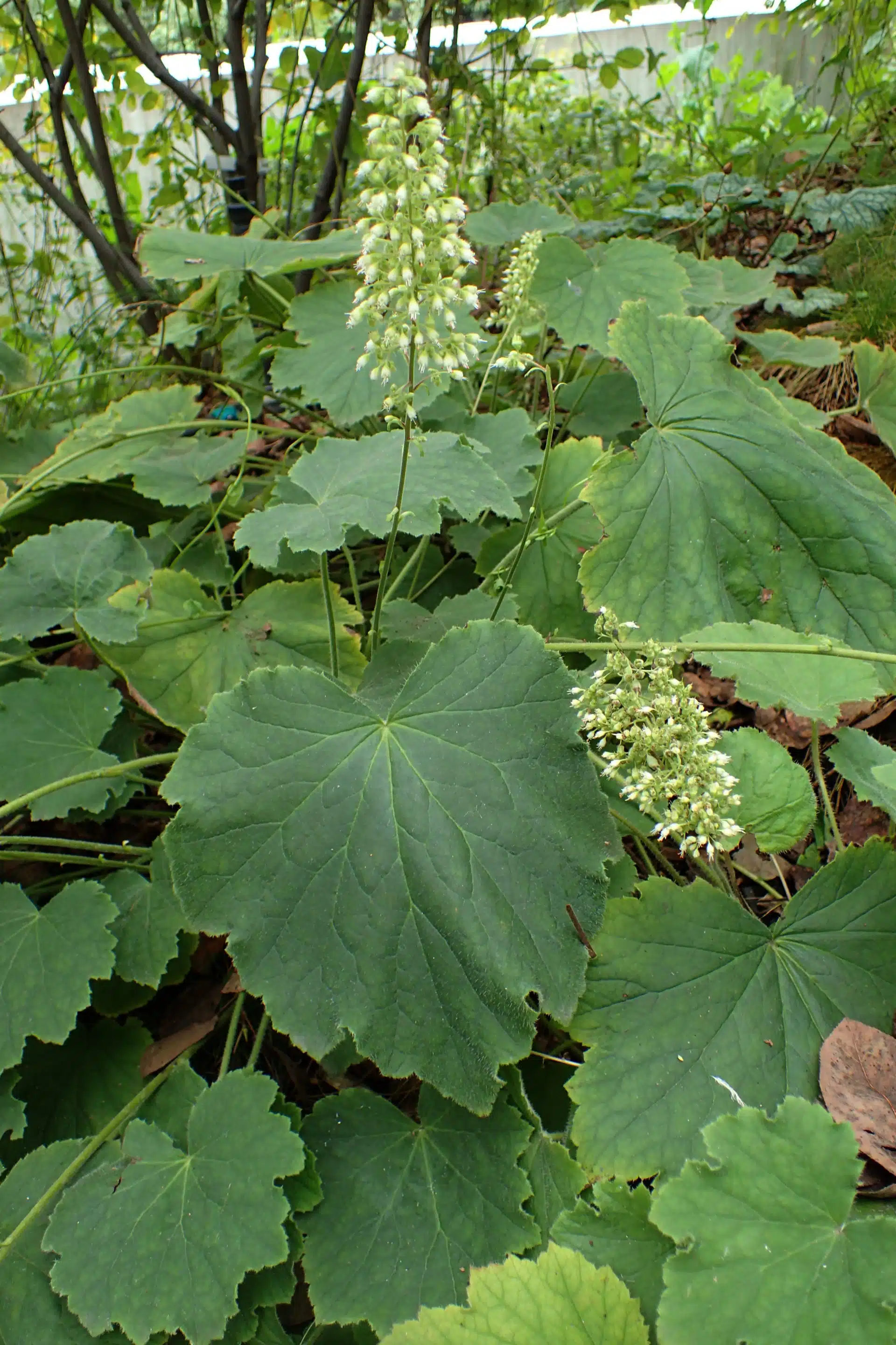 Hairy alumroot