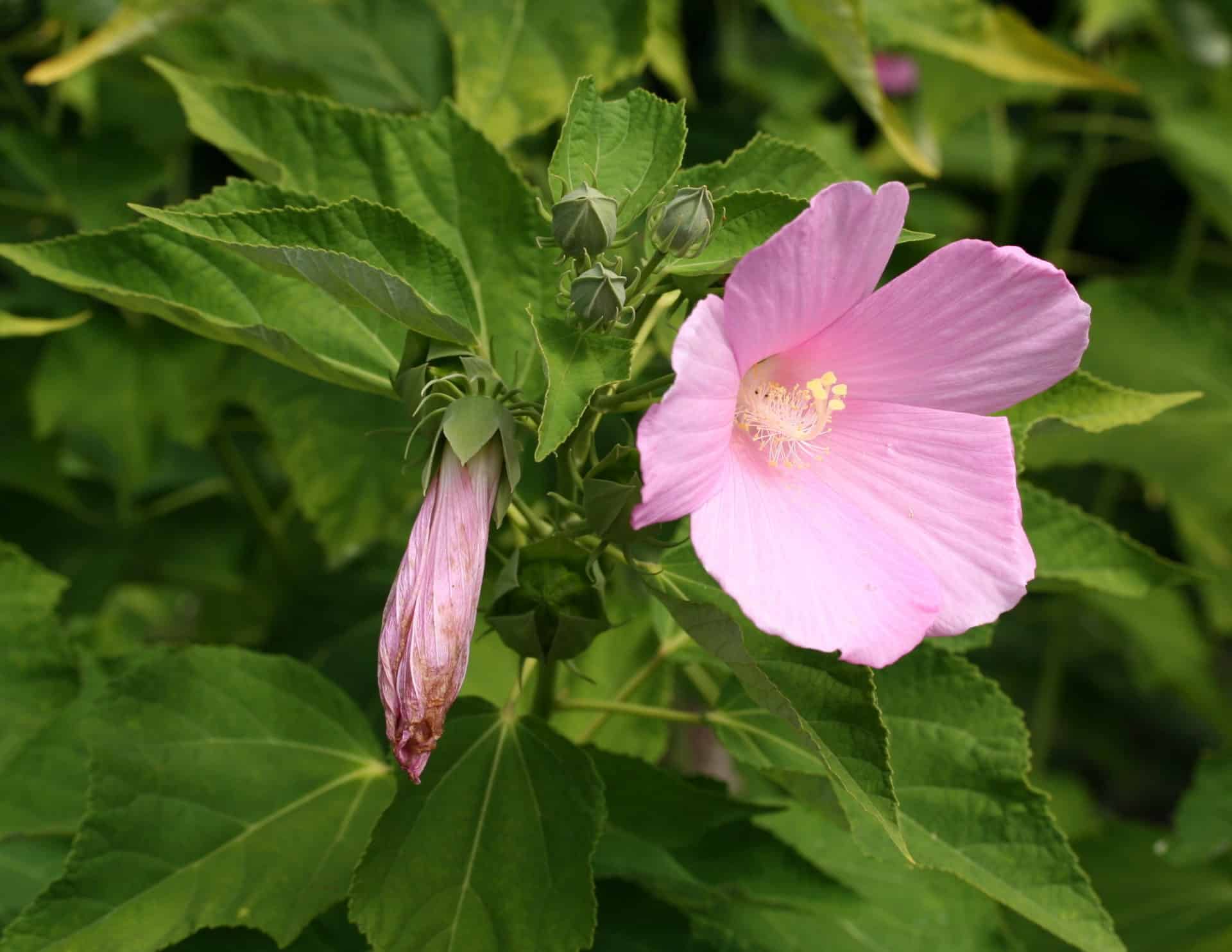 Swamp mallow » Holden Forests & Gardens