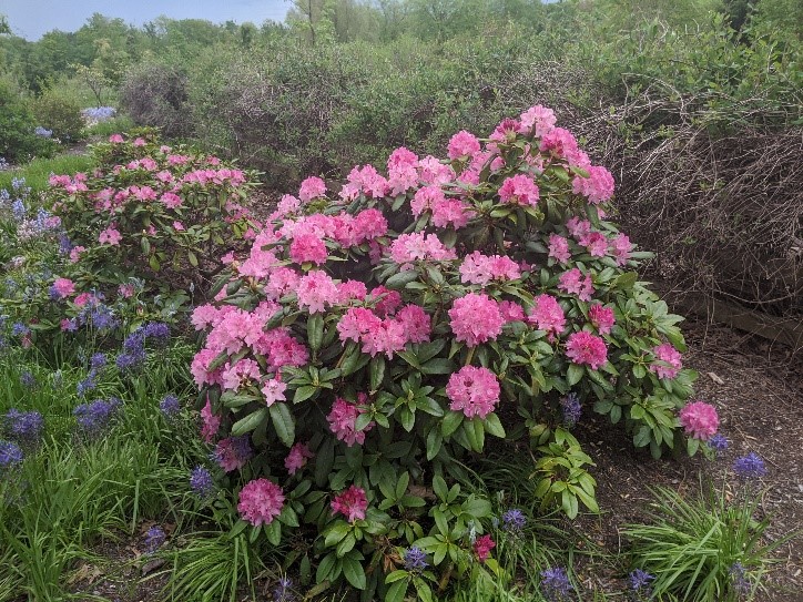 Rhododendron minus: A colorful mystery wrapped in a riddle » Plants ...