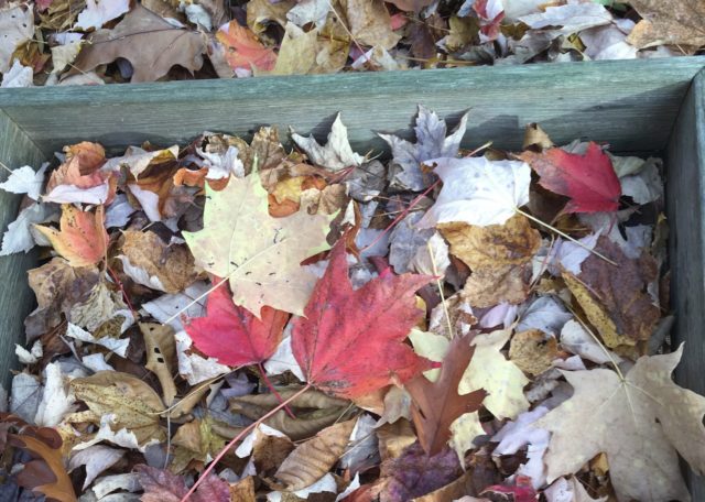 Our Workhorse Forests and Acid Rain