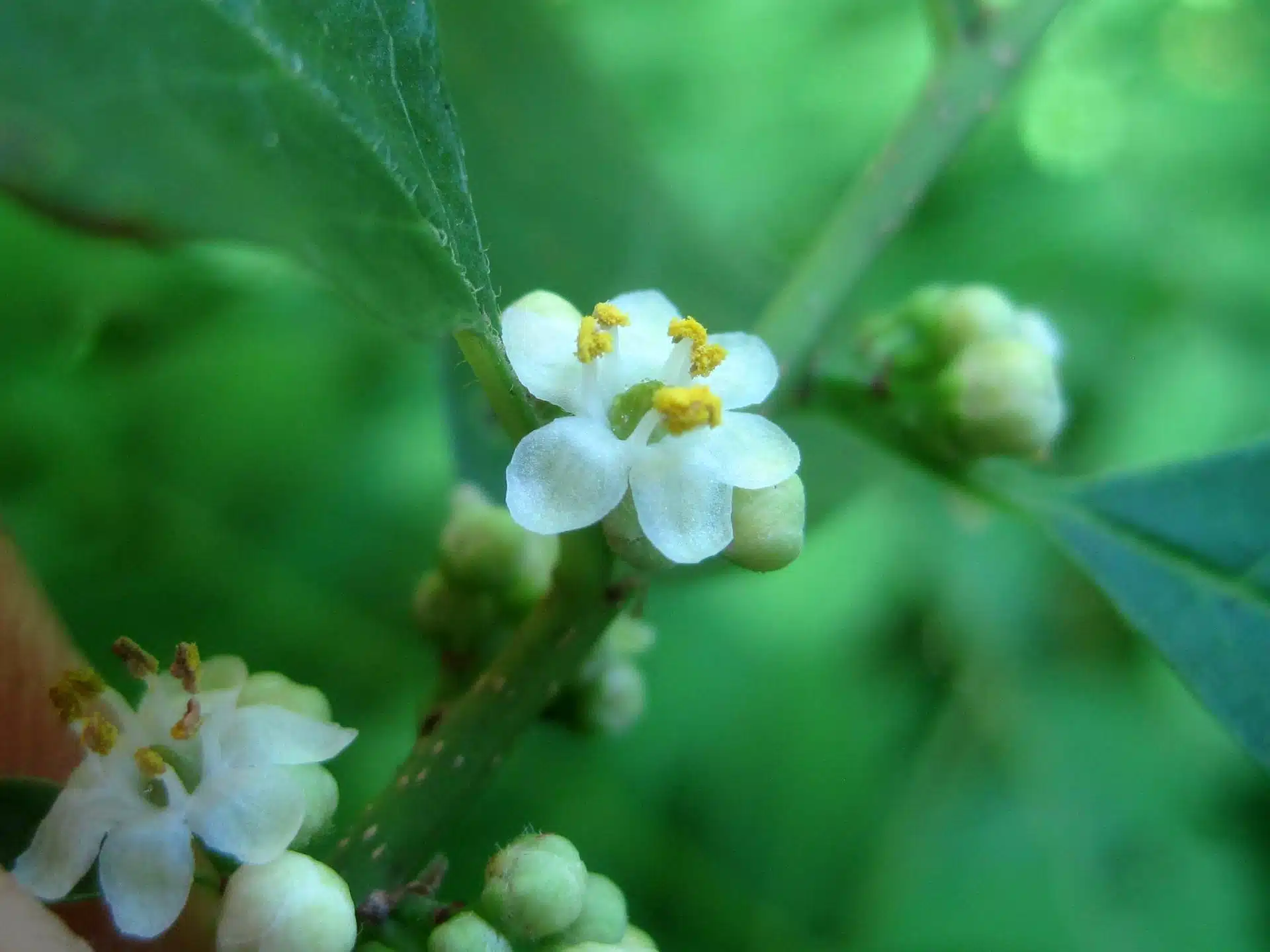 Winterberry (male)