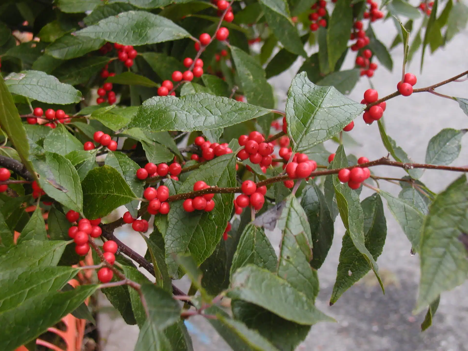 Winterberry (female)