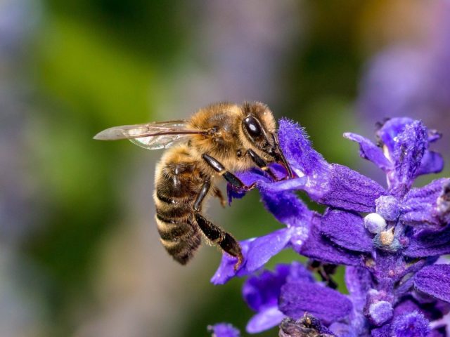 Interdependence: Links Between Plants and Animals