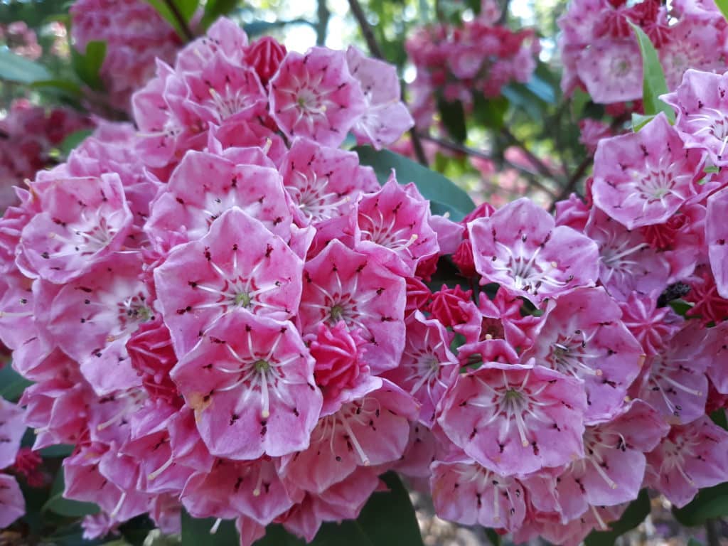 First Fridays Garden Tours